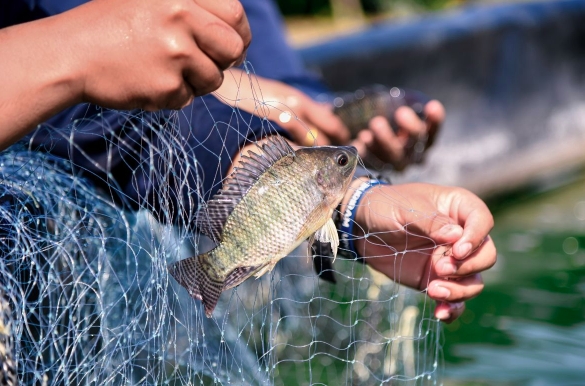 US becomes top buyer of Vietnamese tilapia in eight months